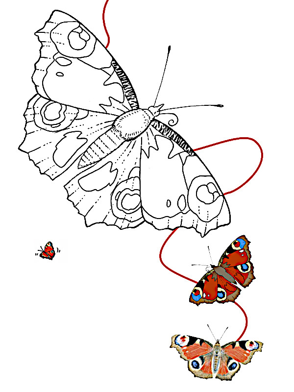 dibujo mariposa para colorear