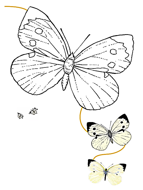 dibujo mariposa para colorear