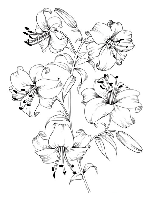 dibujo para colorear flores