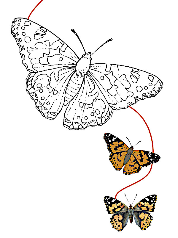 dibujos de mariposas para colorear