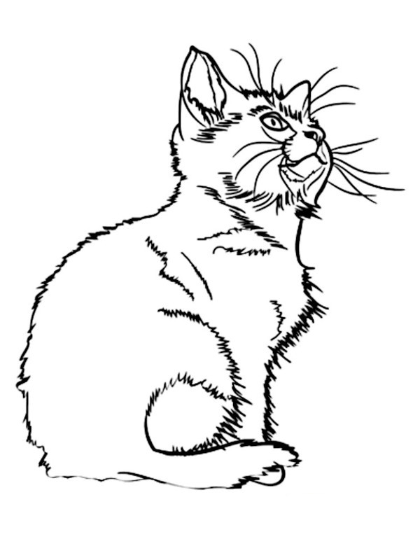 dibujos de un gato para colorear
