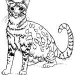 dibujos para colorear de gatos
