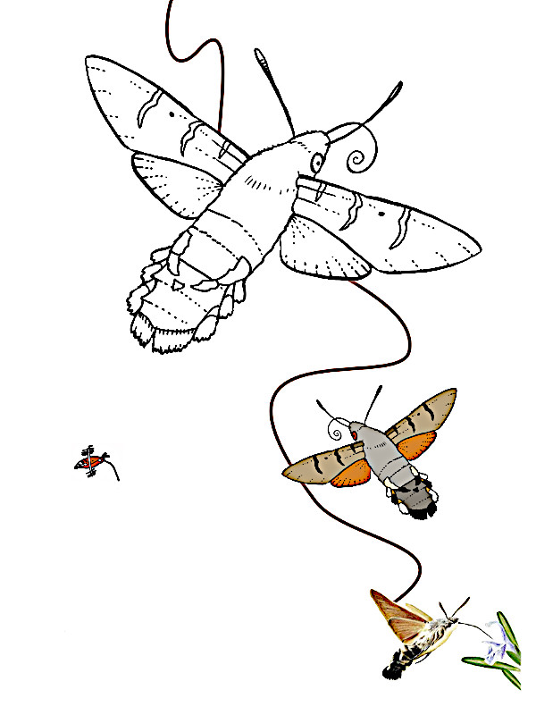 dibujos para colorear mariposas