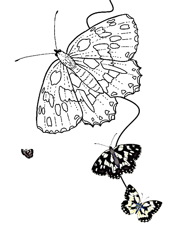 dibujos para colorear mariposas