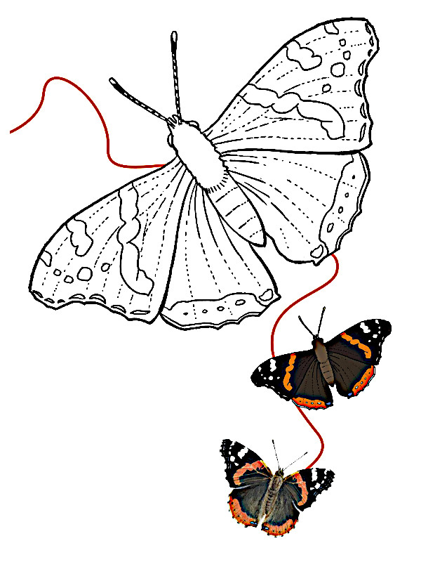 mariposas para colorear